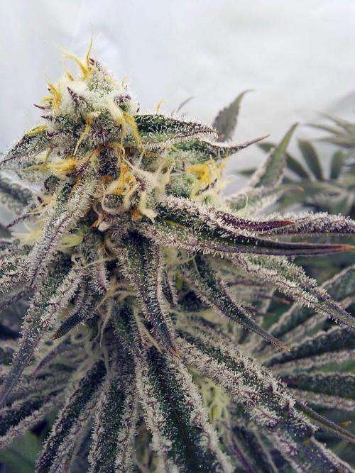 The Garden 2021 - Platinum Gelato. Week 6