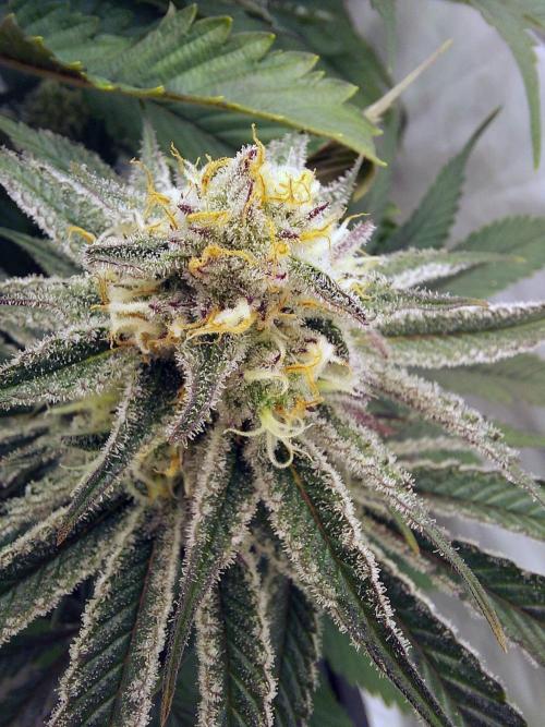 The Garden 2021 - Platinum Gelato. Week 6