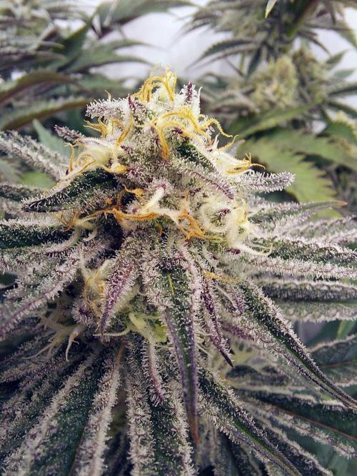 The Garden 2021 - Platinum Gelato. Week 6