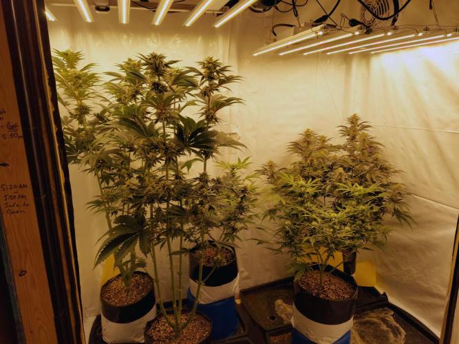 The Garden 2021 - Platinum Gelato. Week 6