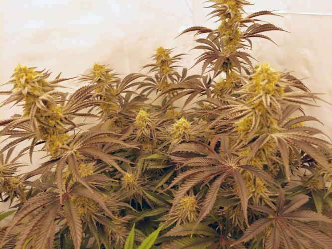The Garden 2021 - Platinum Gelato. Week 7