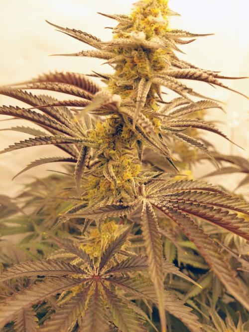 The Garden 2021 - Platinum Gelato. Week 7