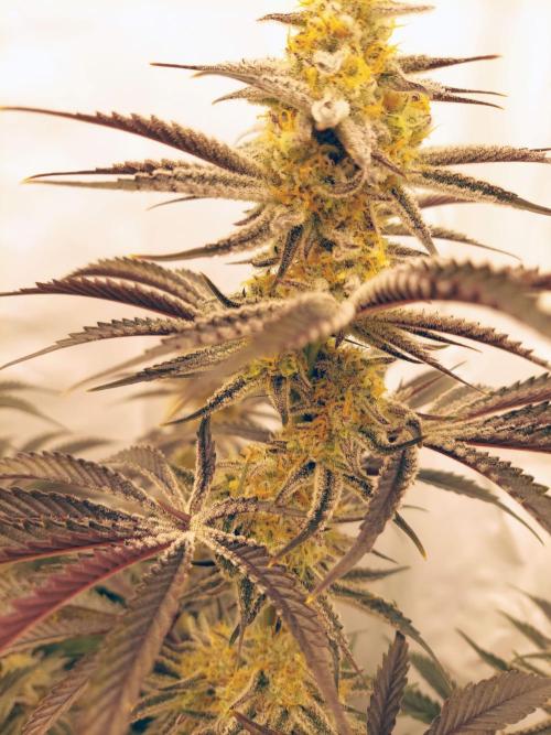 The Garden 2021 - Platinum Gelato. Week 7