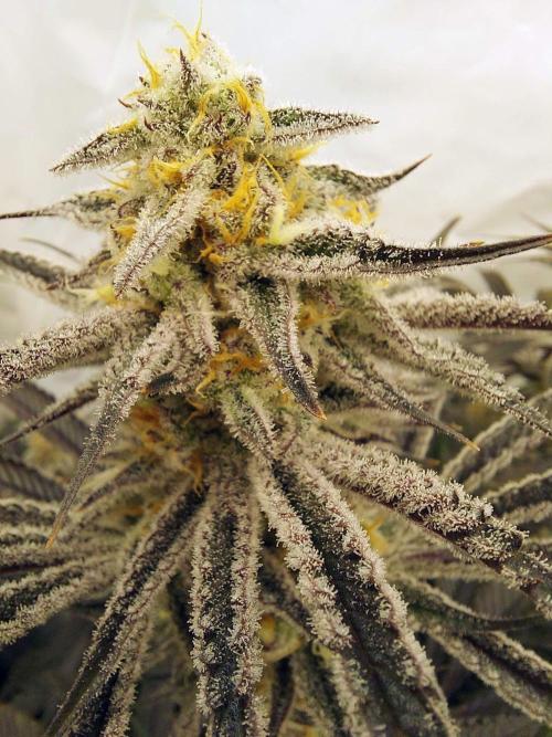 The Garden 2021 - Platinum Gelato. Week 7