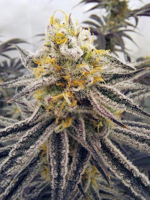 The Garden 2021 - Platinum Gelato. Week 7