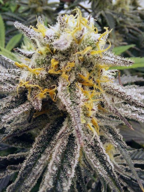 The Garden 2021 - Platinum Gelato. Week 7