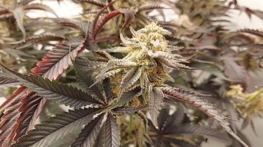 The Garden 2021 - Platinum Gelato