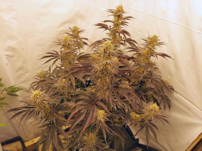 The Garden 2021 - Platinum Gelato. Week 8