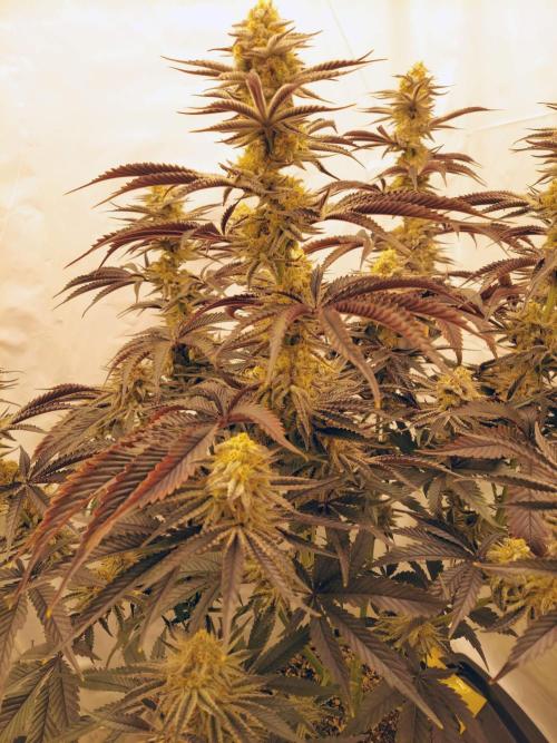 The Garden 2021 - Platinum Gelato. Week 8