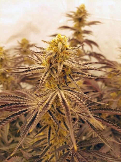 The Garden 2021 - Platinum Gelato. Week 8