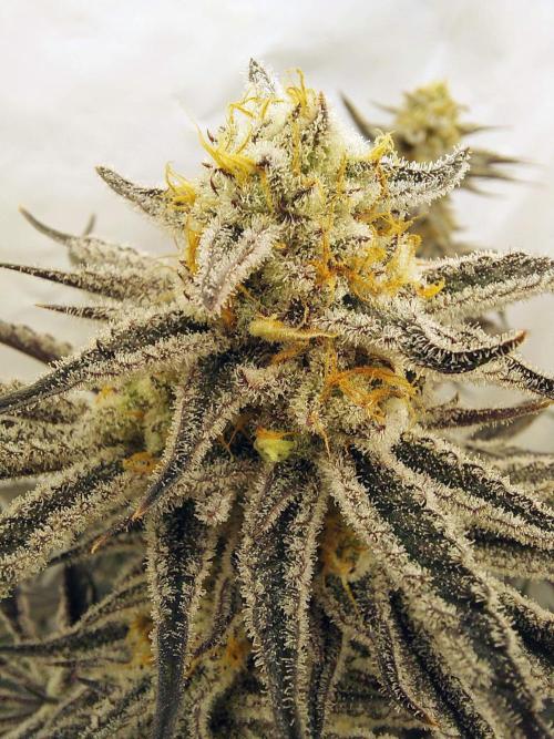 The Garden 2021 - Platinum Gelato. Week 8