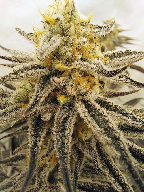 The Garden 2021 - Platinum Gelato. Week 8