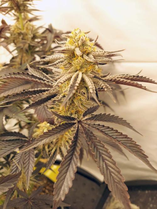The Garden 2021 - Platinum Gelato. Week 8