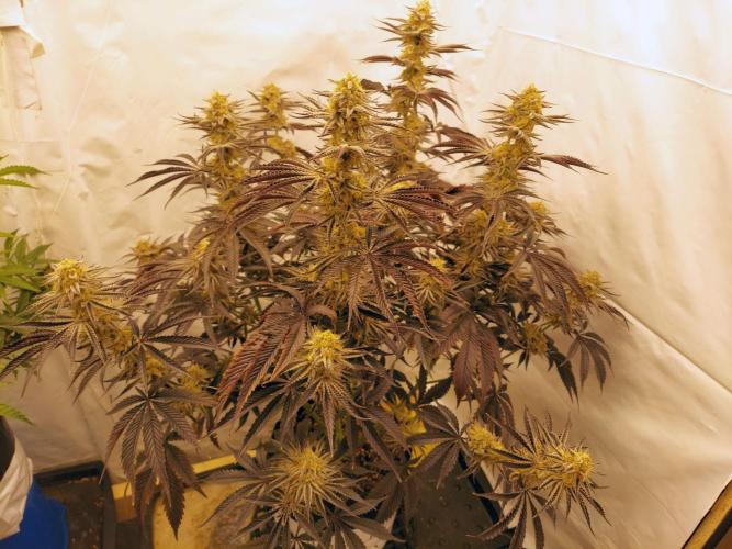 The Garden 2021 - Platinum Gelato. Week 9