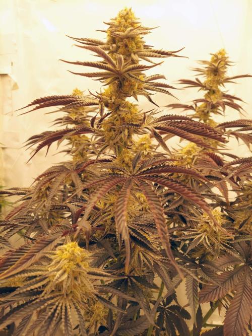 The Garden 2021 - Platinum Gelato. Week 9