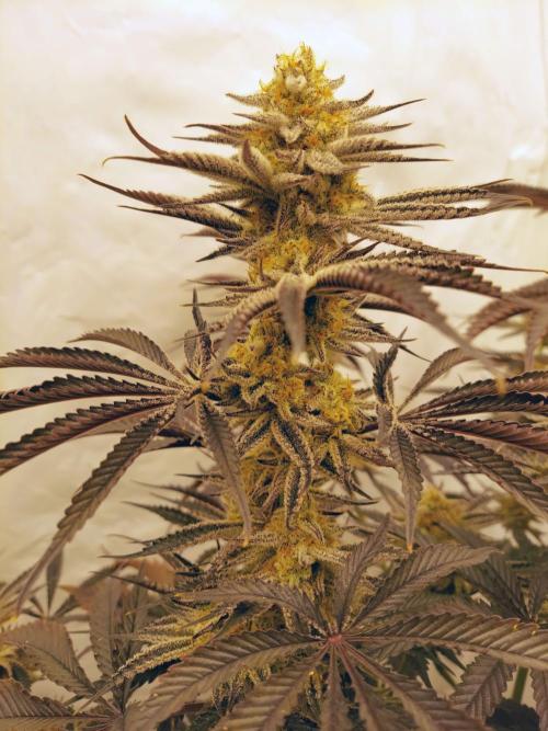 The Garden 2021 - Platinum Gelato. Week 9