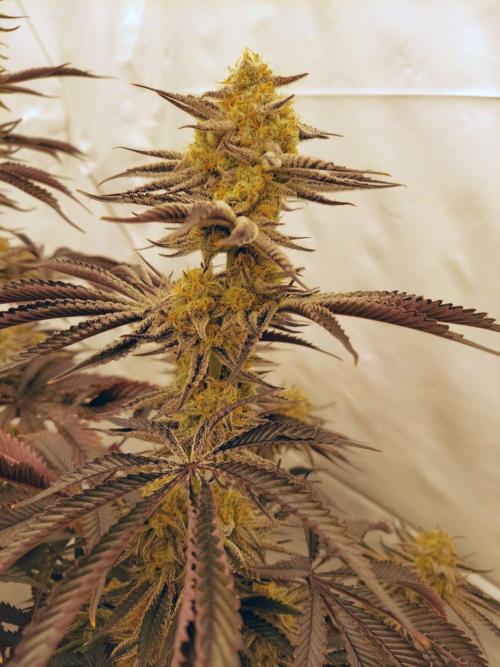 The Garden 2021 - Platinum Gelato. Week 9