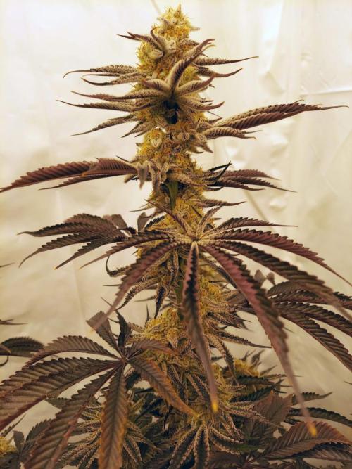The Garden 2021 - Platinum Gelato. Week 9