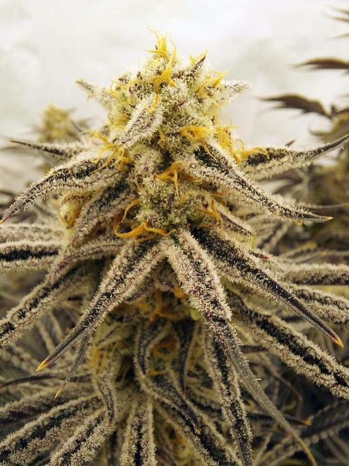 The Garden 2021 - Platinum Gelato. Week 9