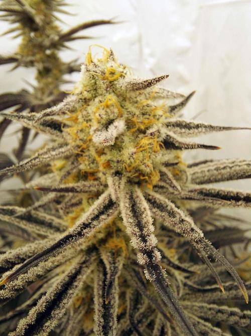 The Garden 2021 - Platinum Gelato. Week 9