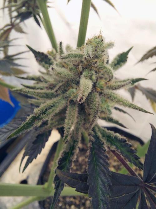 The Garden 2021 - Platinum Gelato. Week 9 - Lowest nug on plant