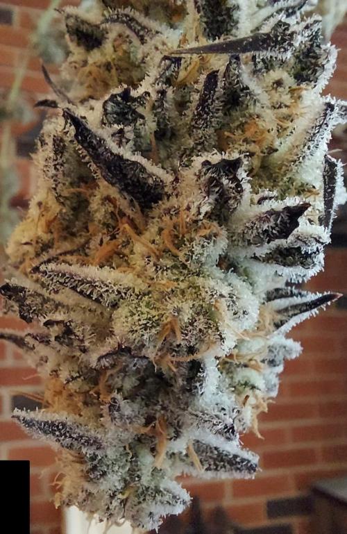The Garden 2021 - Platinum Gelato. Week 10