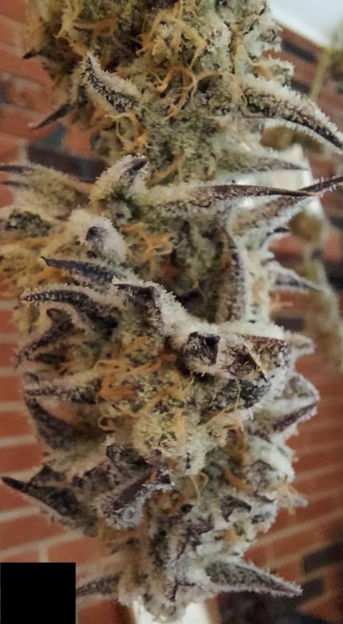 The Garden 2021 - Platinum Gelato. Week 10