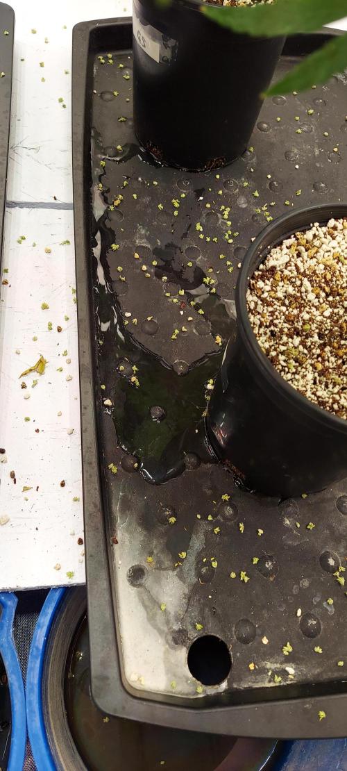 The Garden 2022 - Garlic Storm Selfed. Week 4