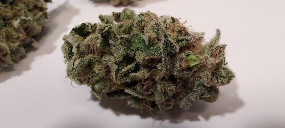 The Garden 2022 - Garlic Storm Selfed. Week 8