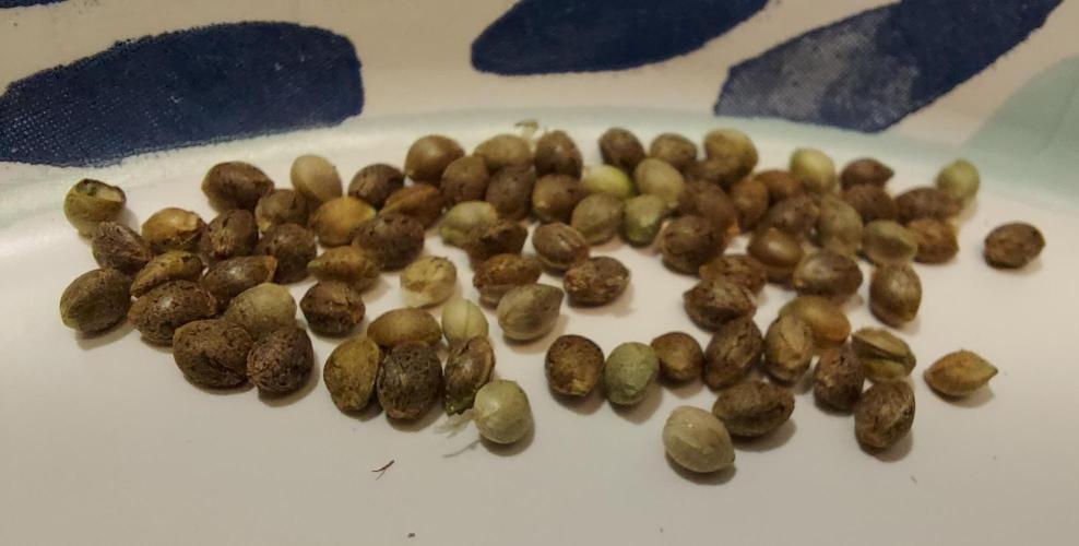 The Garden 2022 - Garlic Storm Selfed. Week 8