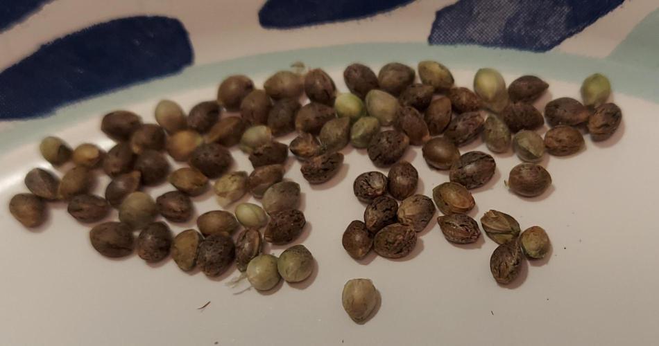 The Garden 2022 - Garlic Storm Selfed. Week 8