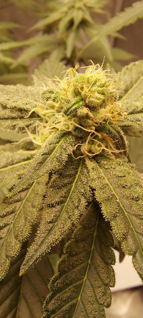 The Garden 2022 - Buttermilk Biscuits. Week 4