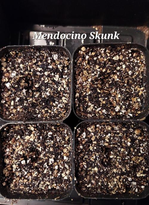 The Garden 2027-1 - MSNL Lava Cake. Week 0