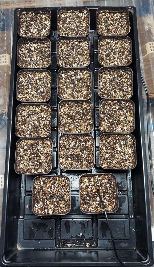 The Garden 2027-1 - MSNL Lava Cake. Week 0 - On heat mat set at 76F