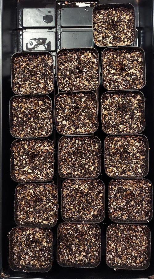 The Garden 2027-1 - Mendocino Skunk. Week 0