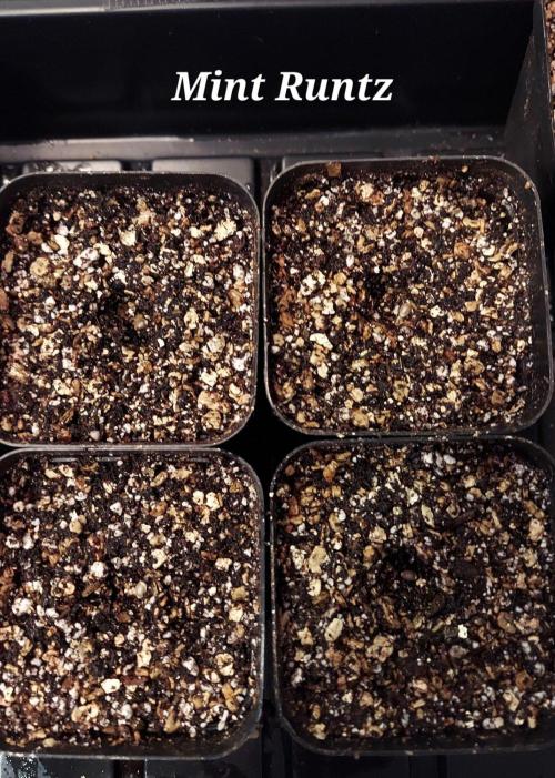 The Garden 2027-1 - Mendocino Skunk. Week 0