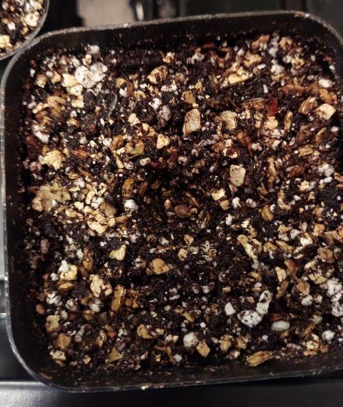 The Garden 2027-1 - Mint Runtz. Week 0