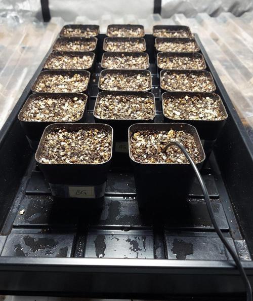 The Garden 2027-1 - Mint Runtz. Week 0 - Thermostat in 17th pot