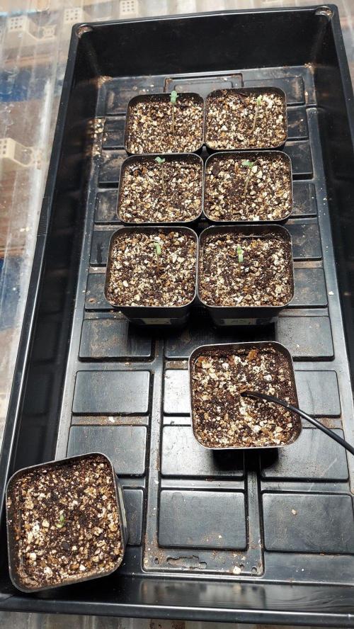 The Garden 2027-1 - Mint Runtz. Week 0 - Nearly 4 days since sowing