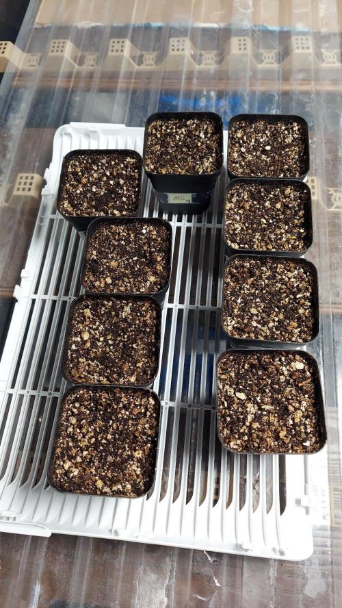 The Garden 2027-1 - BB x GS. Week 0 - Nearly 4 days since sowing