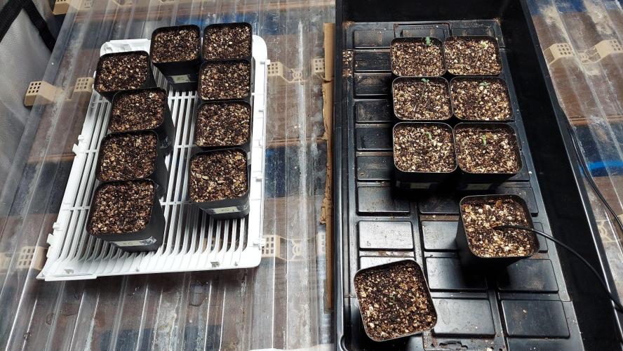 The Garden 2027-1 - BB x GS. Week 0 - Nearly 4 days since sowing