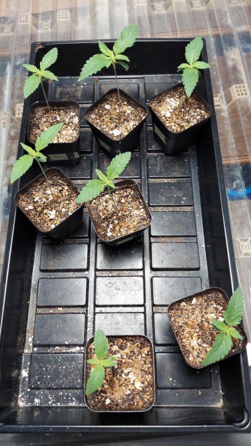 The Garden 2027-1 - Mint Runtz #1. Week 1 - All