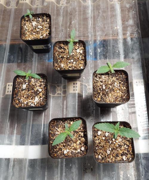 The Garden 2027-1 - Mendocino Skunk #1. Week 1 - All