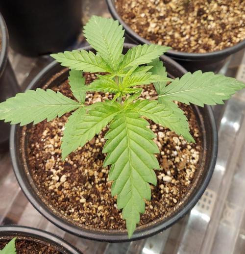 The Garden 2027-1 - Mendocino Skunk #1. Week 2 - 14 days - MS1