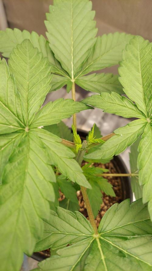 The Garden 2027-1 - MSNL Lava Cake #1. Week 3 - 21 days