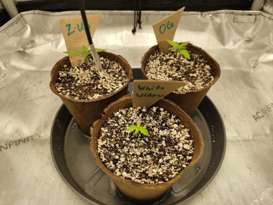 First Autopot Grow - A troubled start. Week 2 - Very small for 2 weeks.