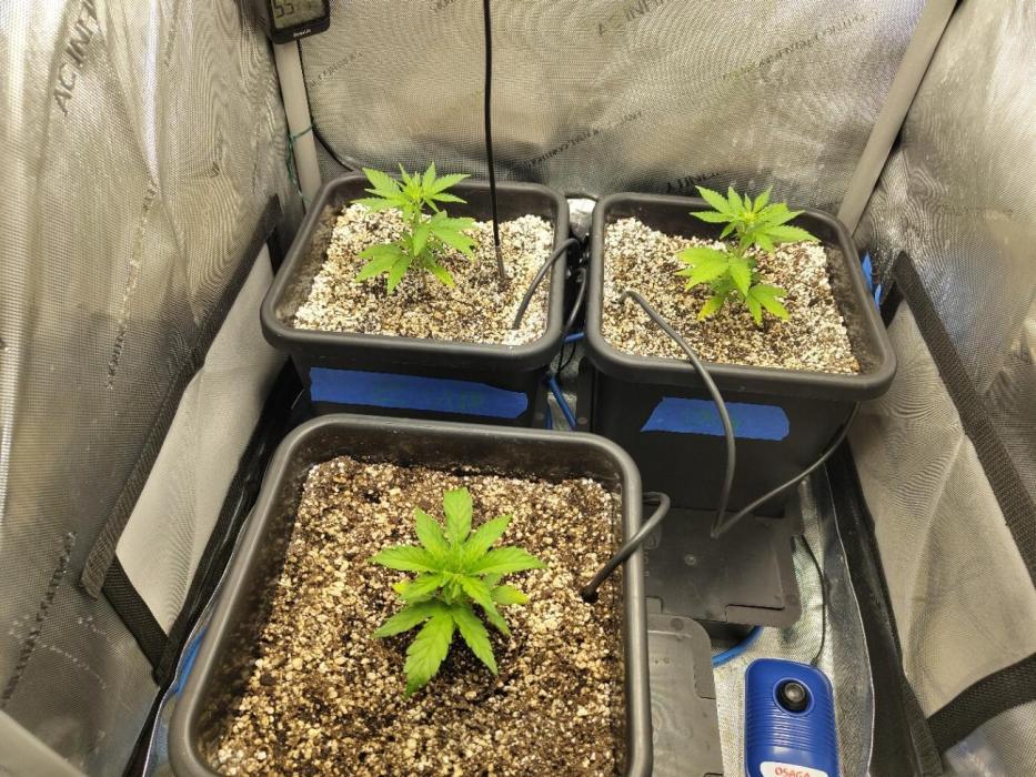 First Autopot Grow - A troubled start. Week 4 - A few days after transplanting to Autopots.