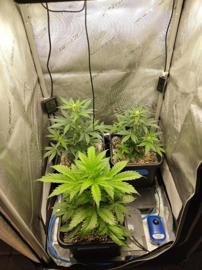 First Autopot Grow - A troubled start. Week 6