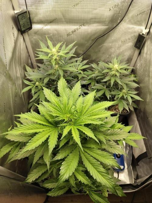 First Autopot Grow - A troubled start. Week 7