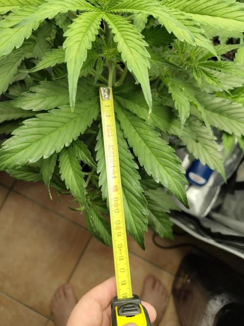 First Autopot Grow - A troubled start. Week 7